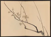 An illustration from Zeshin iboku tairyūkyo gafu (1907)