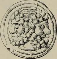 Picture 204 of 559 from Zeus : a study in ancient religion (1914), leaf 433