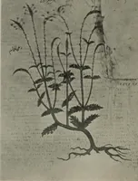 Picture 265 of 559 from Zeus : a study in ancient religion (1914), leaf 510