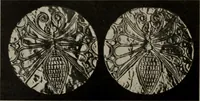 Picture 420 of 559 from Zeus : a study in ancient religion (1914), leaf 768