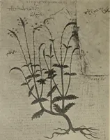 Picture 279 of 648 from Zeus : a study in ancient religion (1914), leaf 507