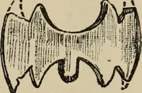 Picture 367 of 648 from Zeus : a study in ancient religion (1914), leaf 654