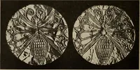 Picture 470 of 648 from Zeus : a study in ancient religion (1914), leaf 765