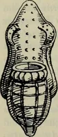 An illustration from Zeus : a study in ancient religion (1914)
