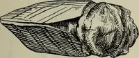 An illustration from Zeus : a study in ancient religion (1914)
