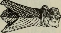 An illustration from Zeus : a study in ancient religion (1914)