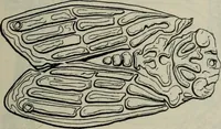 An illustration from Zeus : a study in ancient religion (1914)