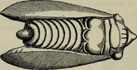 An illustration from Zeus : a study in ancient religion (1914)
