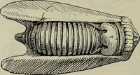 An illustration from Zeus : a study in ancient religion (1914)
