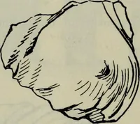 An illustration from Zeus : a study in ancient religion (1914)
