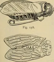 Picture 140 of 572 from Zeus : a study in ancient religion (1914), leaf 354