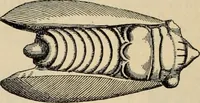 An illustration from Zeus : a study in ancient religion (1914)
