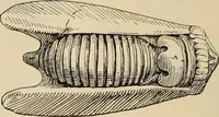 An illustration from Zeus : a study in ancient religion (1914)