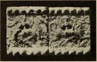 Picture 331 of 572 from Zeus : a study in ancient religion (1914), leaf 769