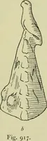 An illustration from Zeus : a study in ancient religion (1914)