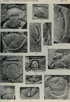 An illustration from The baptizing of infants reviewed and defended from the exceptions of Mr. Tombes [microform] : in his three last chapters of his book intituled Antipedobaptisme (1655)