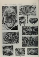 An illustration from The baptizing of infants reviewed and defended from the exceptions of Mr. Tombes [microform] : in his three last chapters of his book intituled Antipedobaptisme (1655)