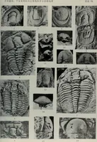 Picture 19 of 24 from The baptizing of infants reviewed and defended from the exceptions of Mr. Tombes [microform] : in his three last chapters of his book intituled Antipedobaptisme (1655), leaf 108