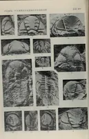 Picture 24 of 24 from The baptizing of infants reviewed and defended from the exceptions of Mr. Tombes [microform] : in his three last chapters of his book intituled Antipedobaptisme (1655), leaf 113