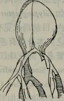 Picture 6 of 24 from The baptizing of infants reviewed and defended from the exceptions of Mr. Tombes [microform] : in his three last chapters of his book intituled Antipedobaptisme (1655), leaf 30