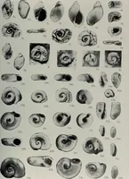 An illustration from Husbandry spiritualized, or, The heavenly use of earthly things [microform] : consisting of many pleasant observations, pertinent applications, and serious reflections, and each chapter concluded with a divine and suitable poem, directing husband-men to the most excellent improvements of their common imployments : whereunto are added, by way of appendix, several choice occasional meditations, upon birds, beasts, trees, flowers, rivers, and several other objects : fitted for the help of such as desire to walk with God in all solitudes and recesses from the world (1678)