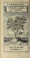 An illustration from Zodiacus Christianus locupletatus, seu, Signa XII. divinae praedestinationis : totidem symbolis explicata (1634)