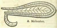 Picture 12 of 28 from Zootomia democritaea: id est, Anatome generalis totius animantium opificii : (1645), leaf 310