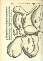 An illustration from Zootomia democritaea: id est, Anatome generalis totius animantium opificii : (1645)