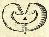 An illustration from Zootomia democritaea: id est, Anatome generalis totius animantium opificii : (1645)