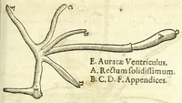 Picture 18 of 28 from Zootomia democritaea: id est, Anatome generalis totius animantium opificii : (1645), leaf 369