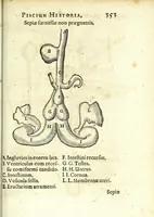Picture 19 of 28 from Zootomia democritaea: id est, Anatome generalis totius animantium opificii : (1645), leaf 371