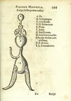 Picture 21 of 28 from Zootomia democritaea: id est, Anatome generalis totius animantium opificii : (1645), leaf 373