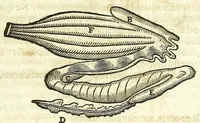An illustration from Zootomia democritaea: id est, Anatome generalis totius animantium opificii : (1645)