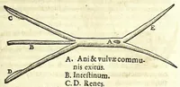 Picture 23 of 28 from Zootomia democritaea: id est, Anatome generalis totius animantium opificii : (1645), leaf 381