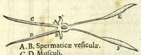 Picture 25 of 28 from Zootomia democritaea: id est, Anatome generalis totius animantium opificii : (1645), leaf 386