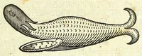 An illustration from Zootomia democritaea: id est, Anatome generalis totius animantium opificii : (1645)
