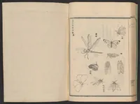 An illustration from Zōge chōkokuhō (1900)