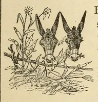 An illustration from Zuñi breadstuff (1920)