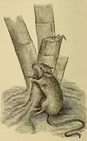An illustration from Zuñi breadstuff (1920)