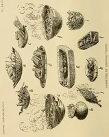 An illustration from Zuñi breadstuff (1920)