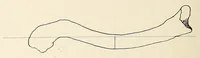 An illustration from Zur anthropologie des abflusslosen rumpfschollenlandes im nordöstlichen Deutsch-Ostrafrika, auf grund der sammlung der Ostrafrika- expedition (dr. E. Obst) der Geographischen gesellschaft in Hamburg (1915)
