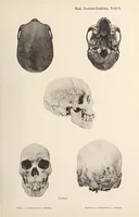 Picture 7 of 17 from Zur anthropologie des abflusslosen rumpfschollenlandes im nordöstlichen Deutsch-Ostrafrika, auf grund der sammlung der Ostrafrika- expedition (dr. E. Obst) der Geographischen gesellschaft in Hamburg (1915), leaf 89