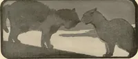 Picture 7 of 14 from The book of the cat : with facsimiles of drawings in colour (1903), leaf 27