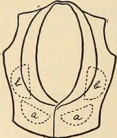 Picture 4 of 92 from Later magic (1904), leaf 34