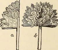 Picture 83 of 92 from Later magic (1904), leaf 476