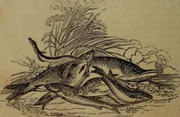 Picture 82 of 99 from The boy's own book; a complete encylopedia of all the diversion, athletic, scientific and recreative, of boyhood and youth. (1834), leaf 276
