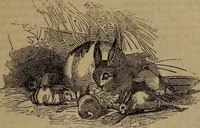 Picture 83 of 99 from The boy's own book; a complete encylopedia of all the diversion, athletic, scientific and recreative, of boyhood and youth. (1834), leaf 277