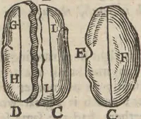 Picture 9 of 19 from Natural magick, (1658), leaf 204