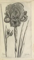 An illustration from Le iardin du roy très chrestien Henry IV roy de France et de Navare : dédié à la royne (1608)