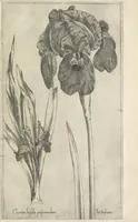Picture 45 of 77 from Le iardin du roy très chrestien Henry IV roy de France et de Navare : dédié à la royne (1608), leaf 102